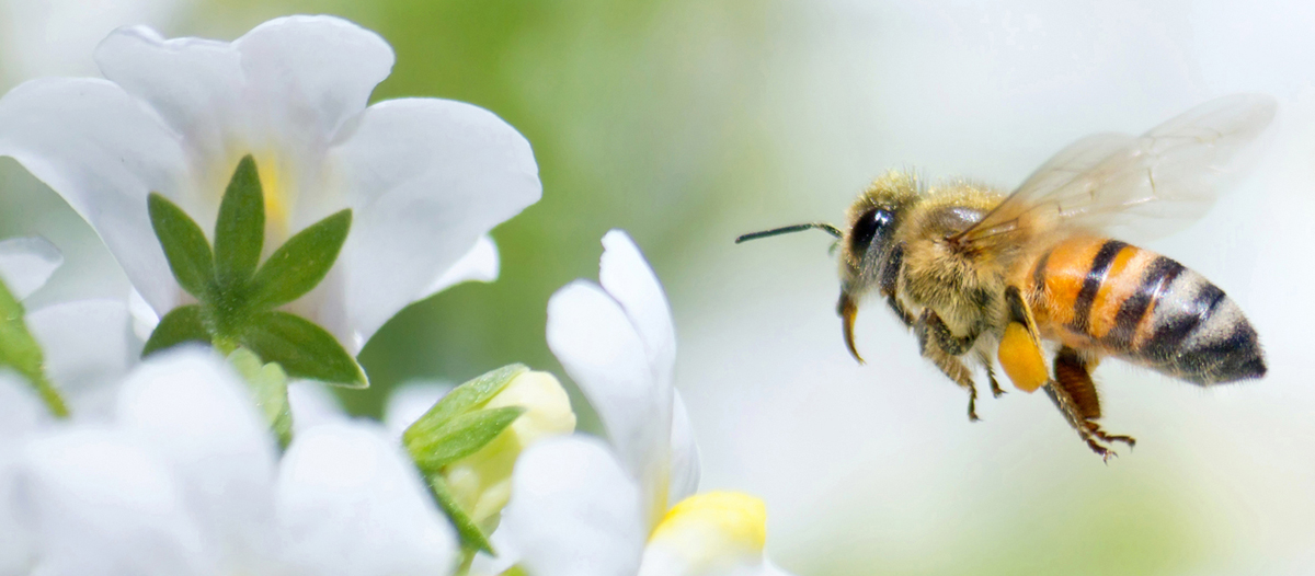 Types of Honey Bees